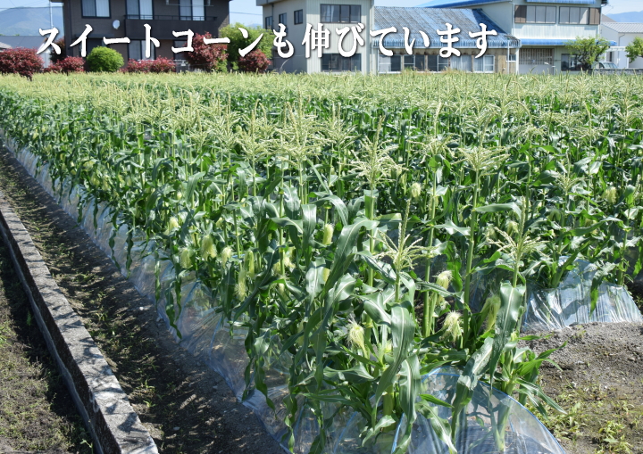 南国圃場