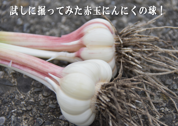 赤玉にんにく