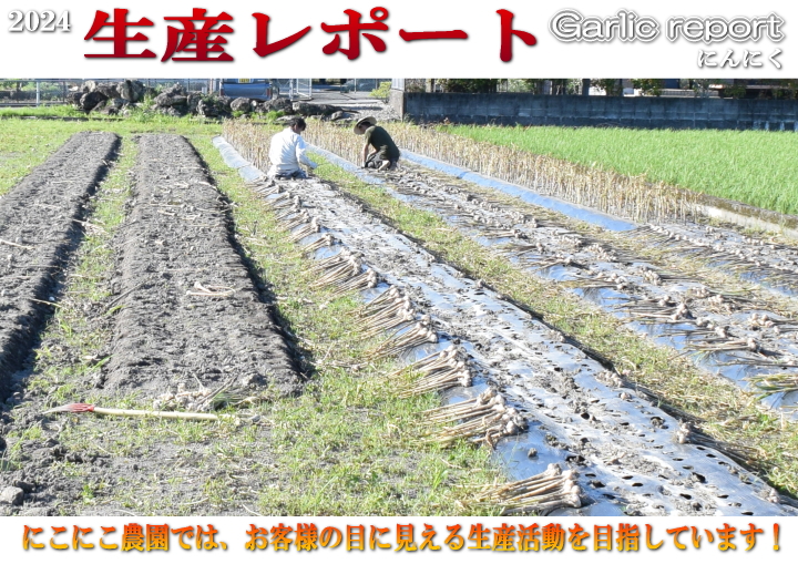 ☆☆NIKO☆☆　高知県産ピーマン14キロ送料込み NIKO様専用 高知県産ピーマン14キロ送料込み