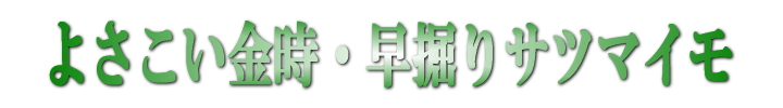 よさこい金時見出し