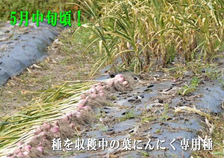 高知県産】土佐在来種のにんにくの種