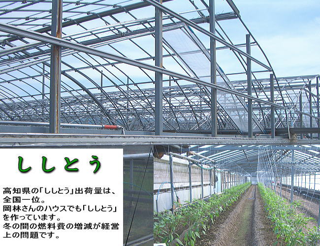 生産農家・岡林さんししとう