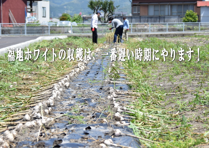 福地ホワイトの収穫風景