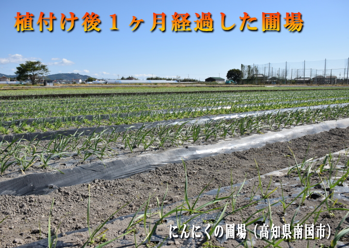 にんにく植付け１ヶ月経過