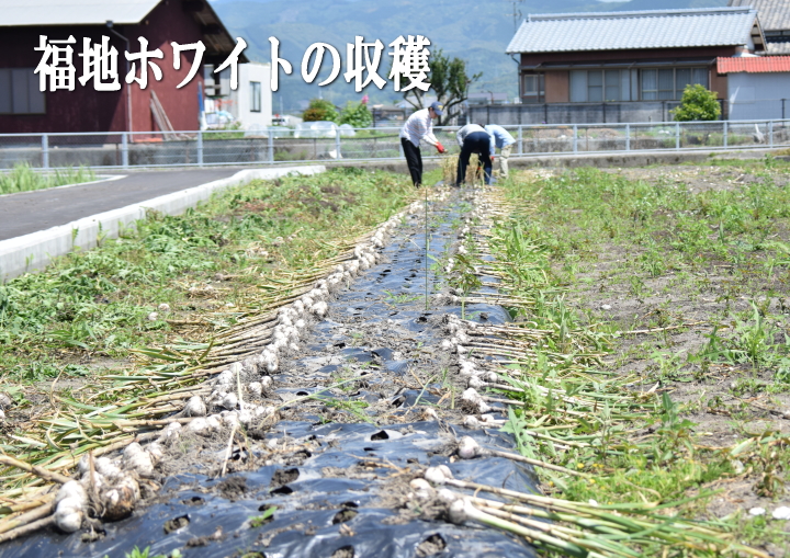 福地ホワイト収穫