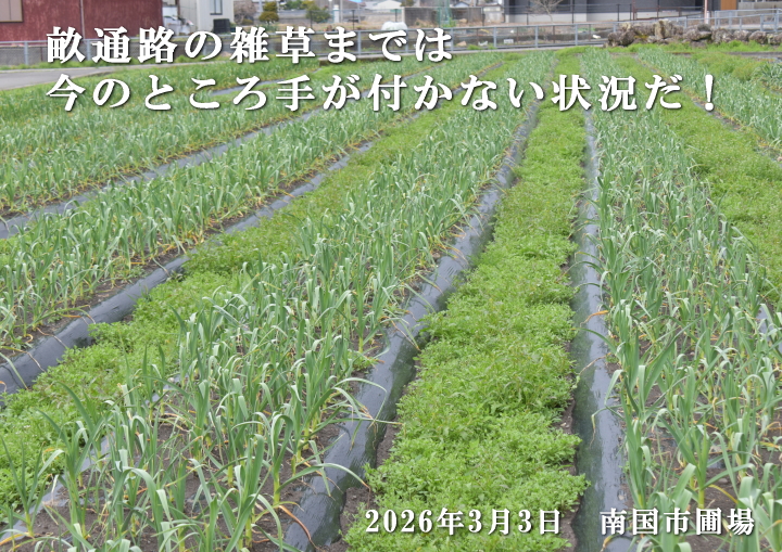 20260303南国市圃場